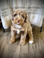Hershey, a male Miniature Bernedoodle for sale in Danielsville, GA – Photo 1 of 4
