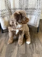 Hershey, a male Miniature Bernedoodle for sale in Danielsville, GA – Photo 2 of 4
