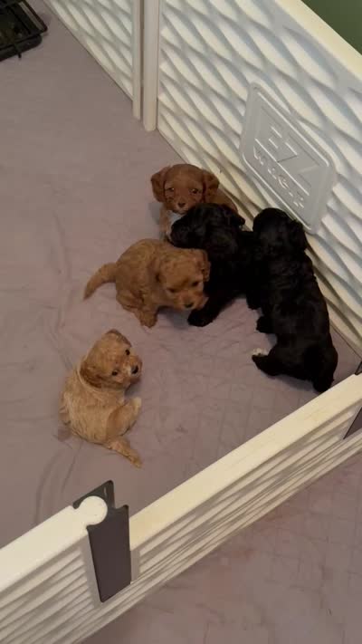 Benedict, a male Cavapoo for sale in Danielsville, GA – 6 of 7