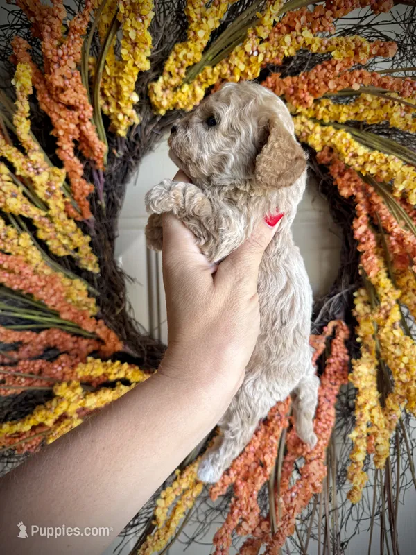 Collin – Cavapoo puppy for sale in Danielsville, GA