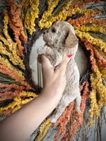 Collin, a male Cavapoo for sale in Danielsville, GA – 1 of 5