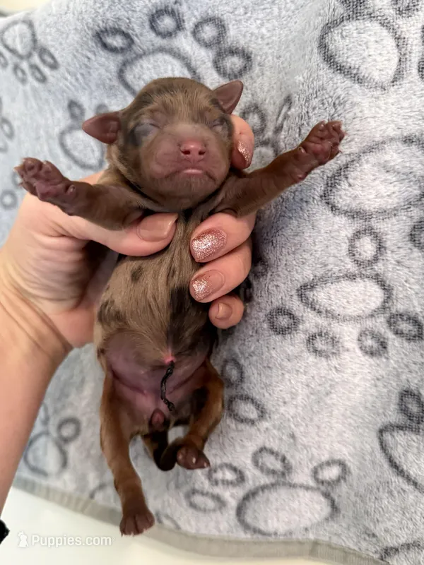 Jelly Bean – Cockapoo puppy for sale in Danielsville, GA