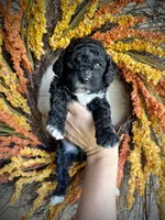 Benedict, a male Cavapoo for sale in Danielsville, GA – 4 of 7
