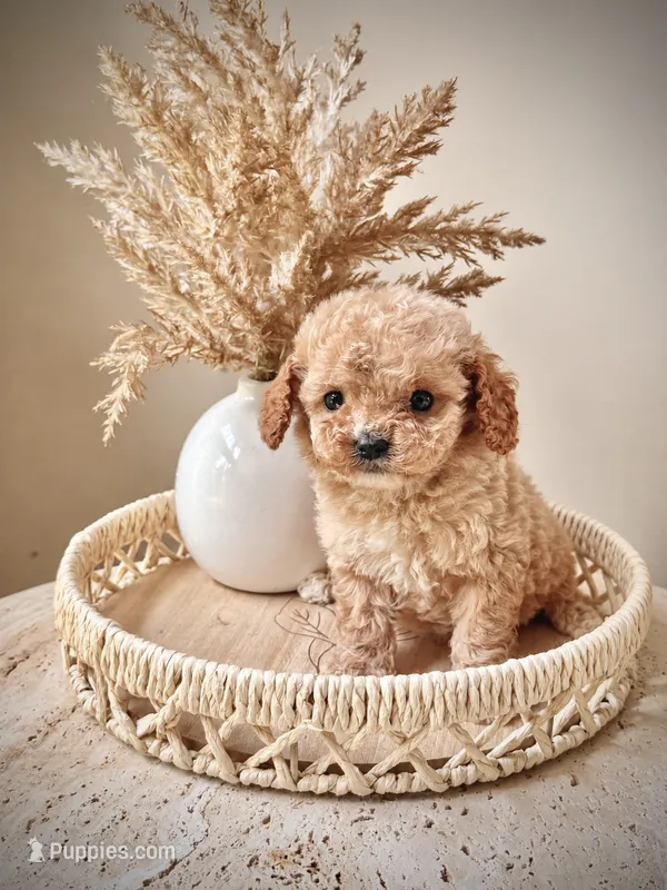 Collin – Cavapoo puppy for sale in Danielsville, GA