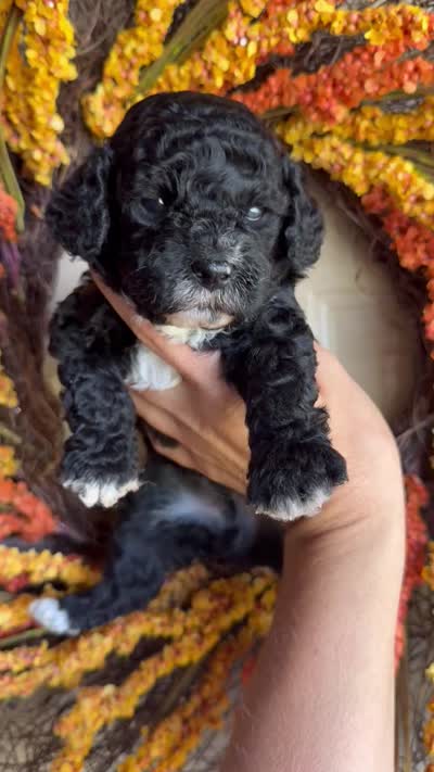 Benedict, a male Cavapoo for sale in Danielsville, GA – 5 of 7
