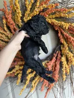 Simon, a male Cavapoo for sale in Danielsville, GA – 4 of 9