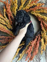 Simon, a male Cavapoo for sale in Danielsville, GA – 2 of 9