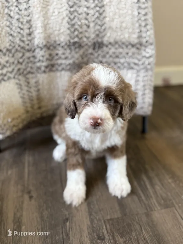 Truffle – Bernedoodle puppy for sale in Danielsville, GA