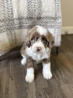 Truffle, a male Bernedoodle for sale in Danielsville, GA – Photo 1 of 3