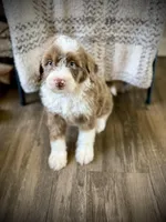 Truffle, a male Bernedoodle for sale in Danielsville, GA – Photo 2 of 3