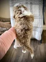 Truffle, a male Bernedoodle for sale in Danielsville, GA – Photo 3 of 3