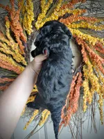 Simon, a male Cavapoo for sale in Danielsville, GA – 5 of 9