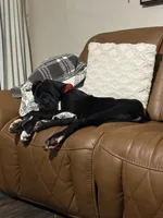 Duke, a  Great Dane for sale in Danielsville, GA – Photo 4 of 4