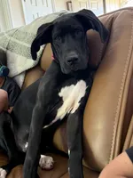 Duke, a  Great Dane for sale in Danielsville, GA – Photo 3 of 4