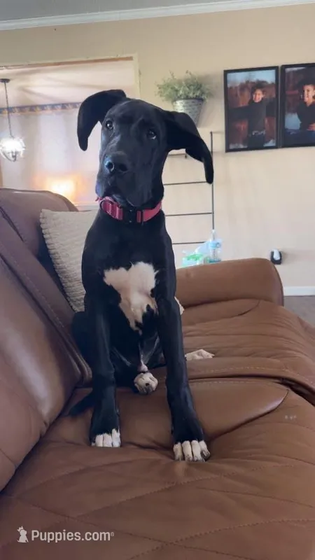 Duke – Great Dane puppy for sale in Danielsville, GA