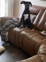 Duke, a  Great Dane for sale in Danielsville, GA – Photo 2 of 4