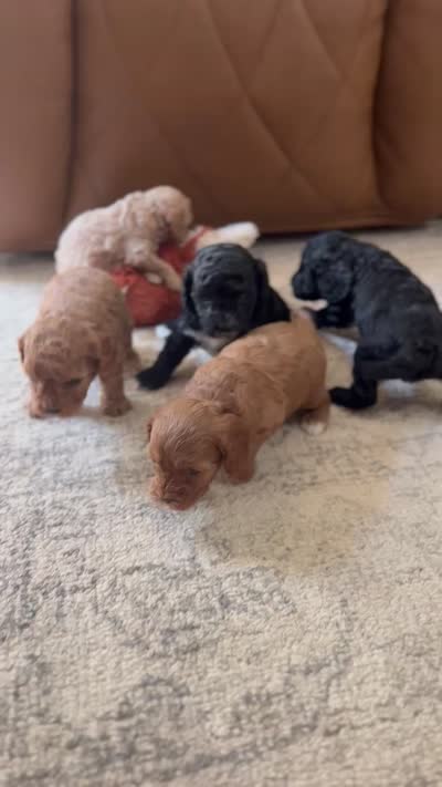 Benedict, a male Cavapoo for sale in Danielsville, GA – 7 of 7