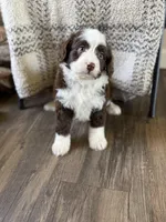 Bonbon, a female Miniature Bernedoodle for sale in Danielsville, GA – Photo 2 of 2