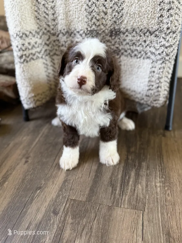 Bonbon – Miniature Bernedoodle puppy for sale in Danielsville, GA
