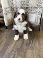 Bonbon, a female Miniature Bernedoodle for sale in Danielsville, GA – Photo 1 of 2