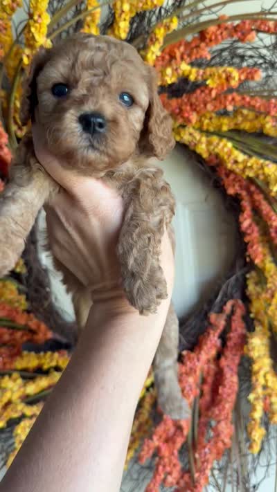 Daphne, a female Cavapoo for sale in Danielsville, GA – 5 of 6