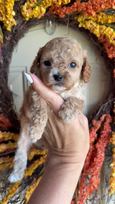 Collin, a male Cavapoo for sale in Danielsville, GA – 5 of 5