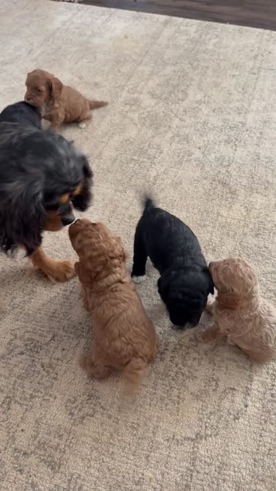 Daphne, a female Cavapoo for sale in Danielsville, GA – 6 of 6