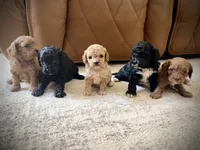 Daphne, a female Cavapoo for sale in Danielsville, GA – 4 of 6