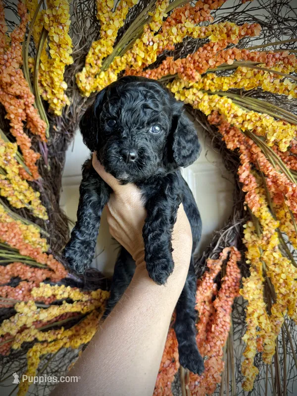 Simon – Cavapoo puppy for sale in Danielsville, GA