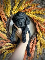 Simon, a male Cavapoo for sale in Danielsville, GA – 1 of 9