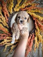 Collin, a male Cavapoo for sale in Danielsville, GA – 2 of 5