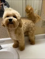 Coby, a male Maltipoo for sale in Danielsville, GA – 2 of 5