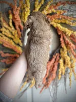 Daphne, a female Cavapoo for sale in Danielsville, GA – 2 of 6