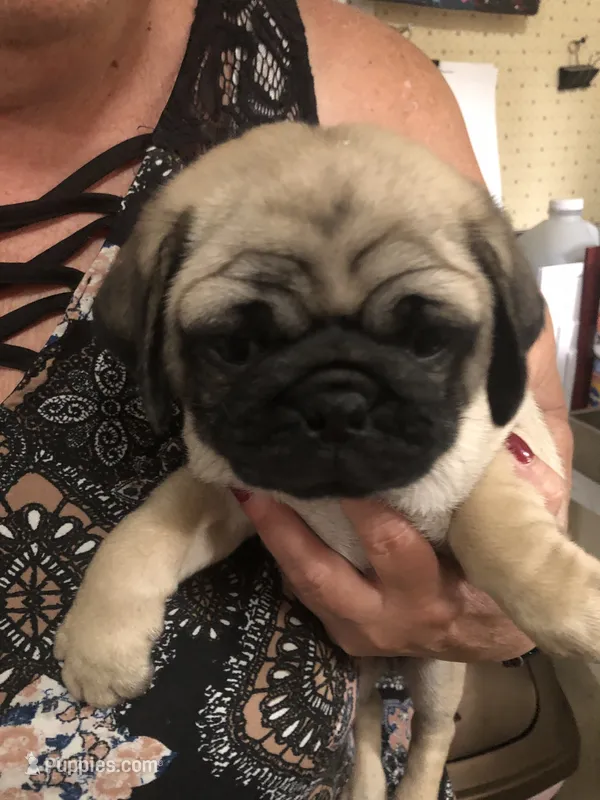 Bud Lite – Pug puppy for sale in Morocco, IN