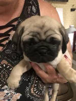 Bud Lite, a male Pug for sale in Morocco, IN – 1 of 2