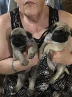 Bud Lite, a male Pug for sale in Morocco, IN – 2 of 2