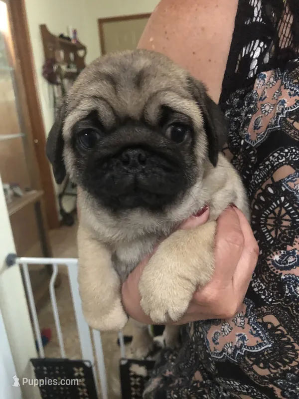 Bud – Pug puppy for sale in Morocco, IN