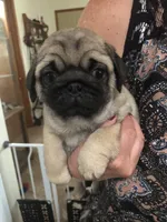 Bud, a male Pug for sale in Morocco, IN – 1 of 2