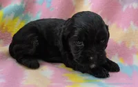 Miss Pink, a female Cockapoo for sale in Blacksburg, VA – 3 of 4