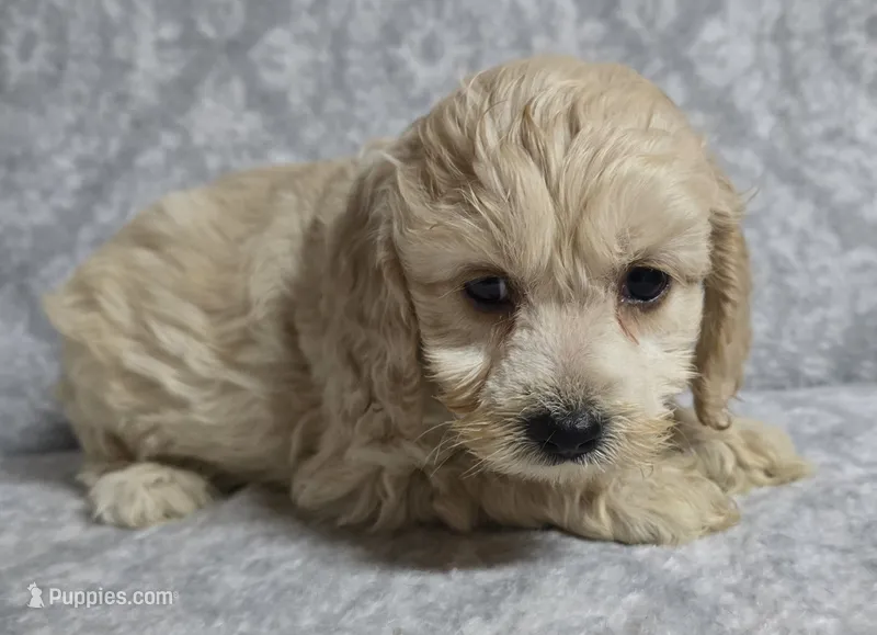 Mr. Green – Cockapoo puppy for sale in Blacksburg, VA