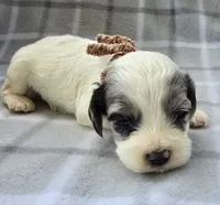 Mr. Brown, a male Cockapoo for sale in Blacksburg, VA – 5 of 5