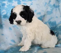Banjo, a male Cockapoo for sale in Blacksburg, VA – Photo 2 of 3