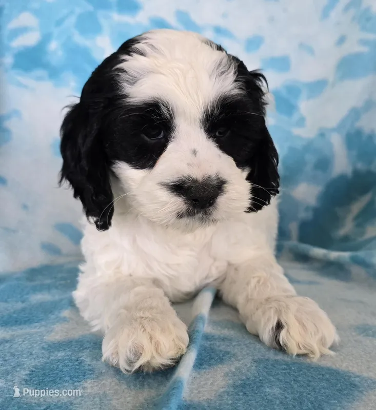 Banjo – Cockapoo puppy for sale in Blacksburg, VA