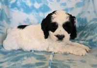 Banjo, a male Cockapoo for sale in Blacksburg, VA – Photo 1 of 3