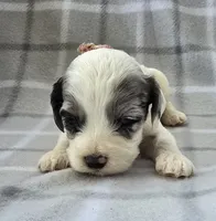 Mr. Brown, a male Cockapoo for sale in Blacksburg, VA – 1 of 5