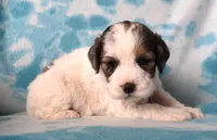 Little Jo, a male Cockapoo for sale in Blacksburg, VA – Photo 3 of 4