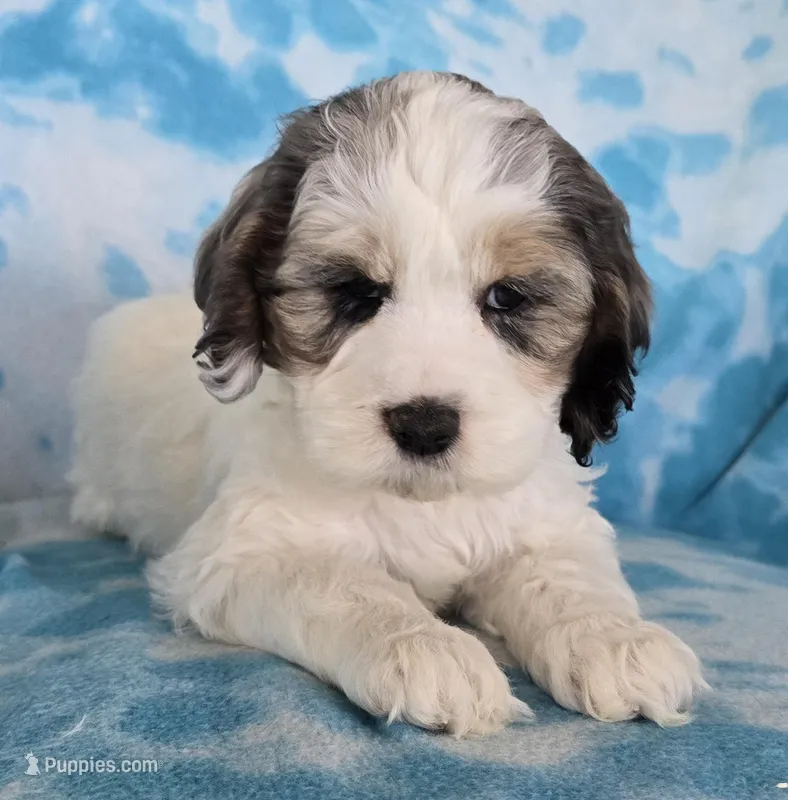 Little Jo – Cockapoo puppy for sale in Blacksburg, VA