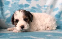 Little Jo, a male Cockapoo for sale in Blacksburg, VA – Photo 4 of 4