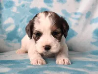Little Jo, a male Cockapoo for sale in Blacksburg, VA – Photo 1 of 4