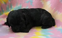 Miss Pink, a female Cockapoo for sale in Blacksburg, VA – 2 of 4